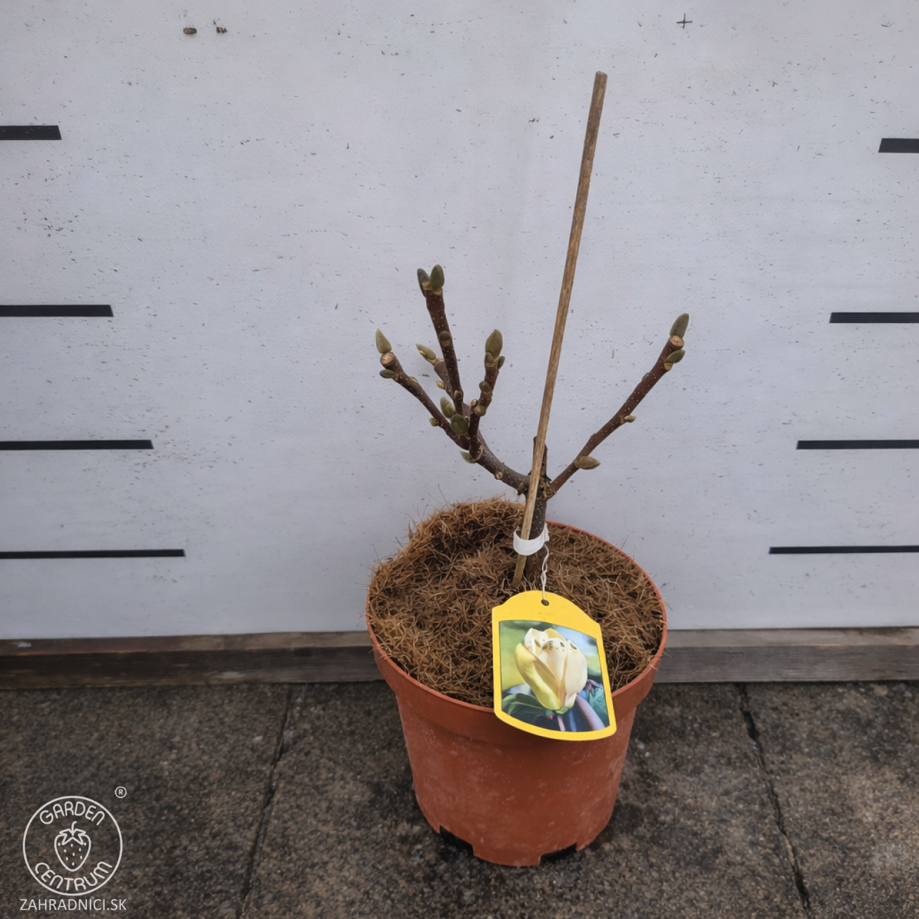 Obrázok Magnólia (Magnolia denudata) ´SUNRISE´ - výška 15-25 cm, kont. C3L (-23°C)